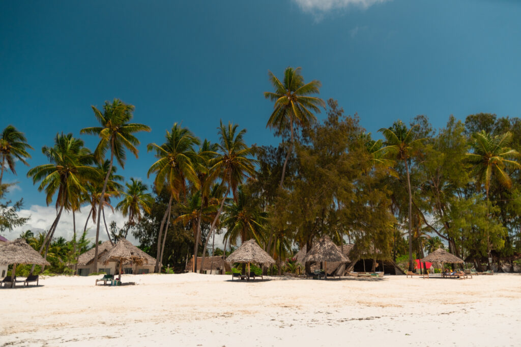 Palm trees growing on sandy beach in zanzibar, tanzania